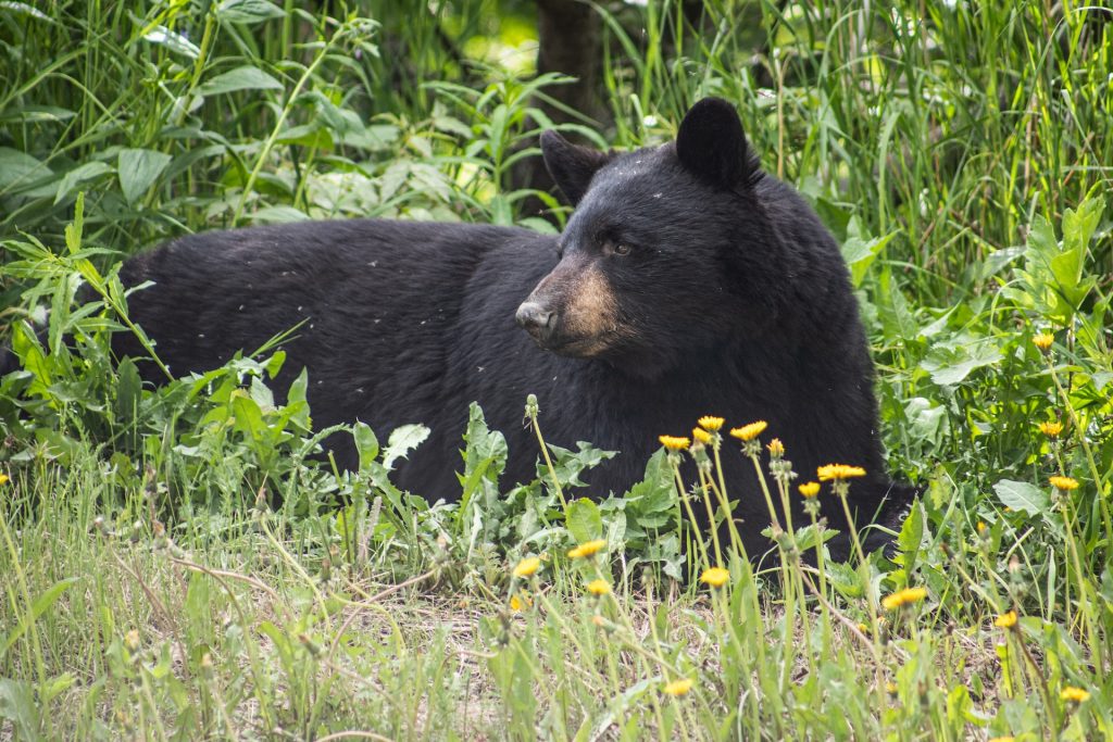Maryland Residents Advised to Exercise Caution as Black Bear Activity Peaks in Fall